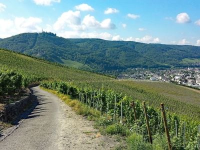 The Moselle wine route