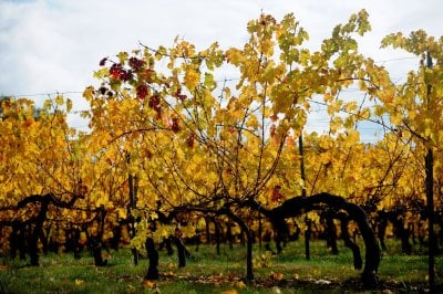 chateau turcaud vin entre deux mers 10