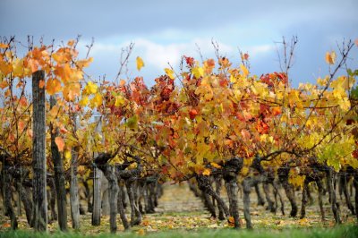 chateau turcaud vin entre deux mers 16