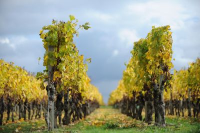 chateau turcaud vin entre deux mers 17