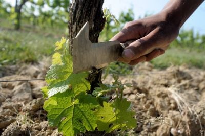 chateau turcaud vin entre deux mers 36