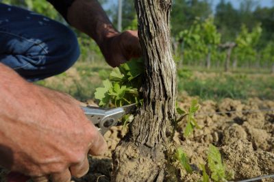 chateau turcaud vin entre deux mers 39