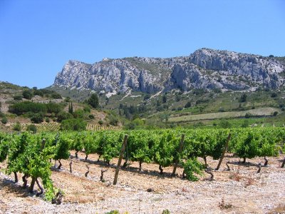 Les Vignobles et les Vins du Languedoc