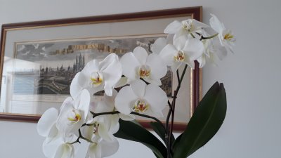 Hotel Ulysse Montpellier orchidee 4