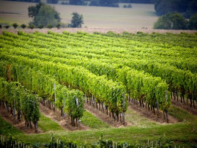 De wijngaarden van de regio