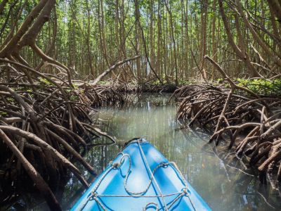 The mangrove by canoe