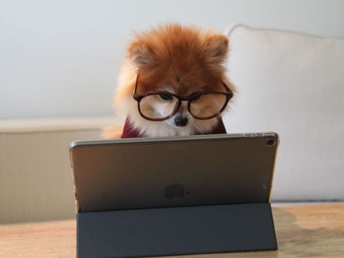 cookie the pom gySMaocSdqs unsplash