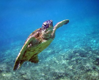 Green turtle 